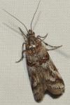Pempelia compositella