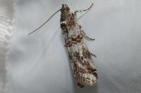 Pempelia compositella