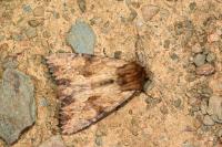 Apamea sublustris