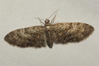 Eupithecia cocciferata
