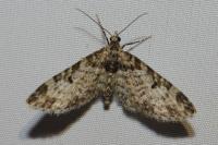 Eupithecia irriguata
