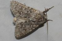 Acronicta euphorbiae