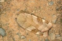 Noctua tirrenica