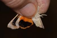 Noctua tirrenica