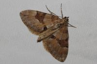 Thera obeliscata