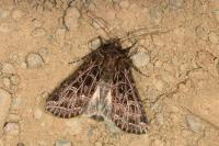 Sideridis reticulata
