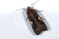 Xestia c-nigrum