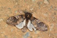 Notodonta tritophus