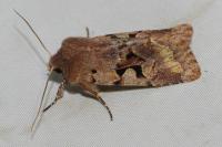 Orthosia gothica