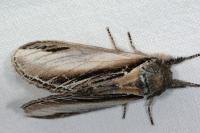 Pheosia tremula