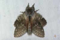 Stauropus fagi
