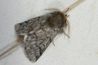 Thaumetopoea pityocampa