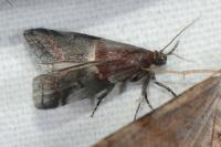 Acrobasis marmorea