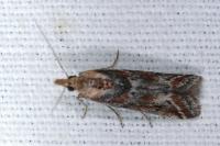 Ancylosis cinnamomella