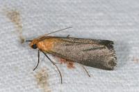 Eurhodope cirrigerella