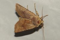 Conistra staudingeri