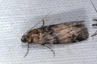 Euzophera pinguis