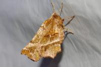 Selenia dentaria