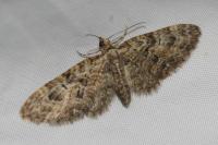 Eupithecia dodoneata
