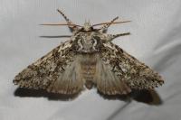 Polyploca ridens