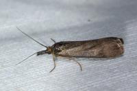 Hypochalcia ahenella