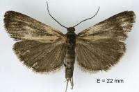 Hypochalcia ahenella