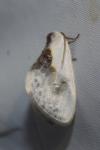Cilix glaucata