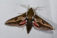 Hyles euphorbiae