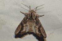 Egira conspicillaris