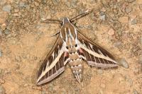 Hyles livornica