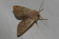 Orthosia cerasi