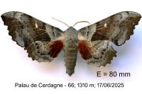 Laothoe populi