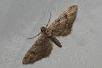 Gymnoscelis rufifasciata