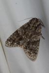 Acronicta rumicis