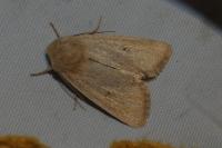 Mythimna sicula