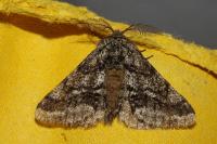 Lycia hirtaria