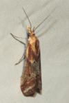 Ancylosis cinnamomella