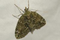 Chloroclysta siterata