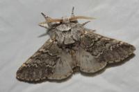 Drymonia ruficornis