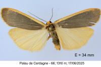Manulea complana