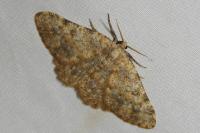 Charissa mucidaria