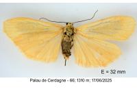 Wittia sororcula