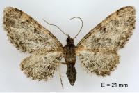 Eupithecia icterata