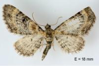 Eupithecia linariata