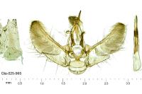 Eupithecia linariata