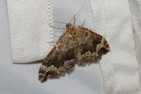 Lampropteryx suffumata