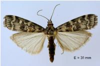 Dioryctria abietella