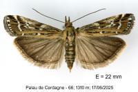 Pempeliella ornatella