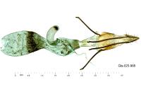 Pempeliella ornatella