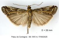 Pempeliella ornatella